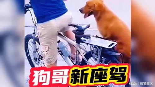 狗哥爆料新鞋视频播放,新鞋视频播放，潮流新品抢先看！  第2张