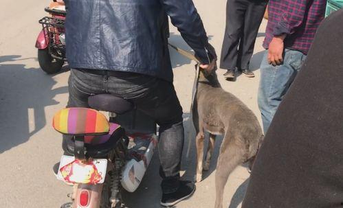 狗哥爆料新鞋视频播放,新鞋视频播放，潮流新品抢先看！  第3张